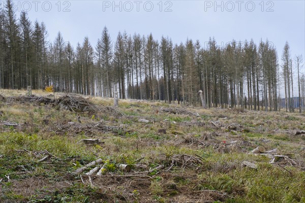 Deforested area and bare spruces