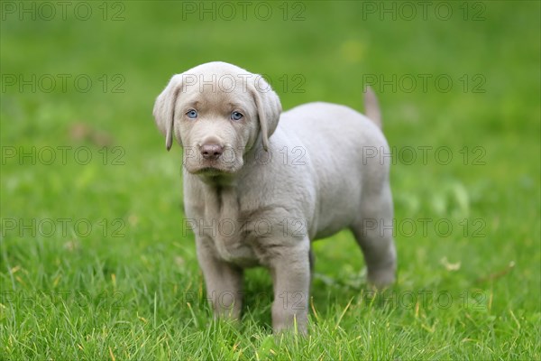 Labrador domestic dog