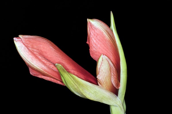 Just in front of the opening of a red amaryllis