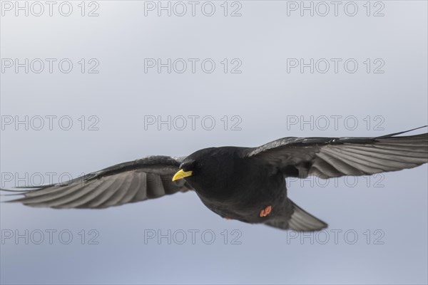 Alpine chough