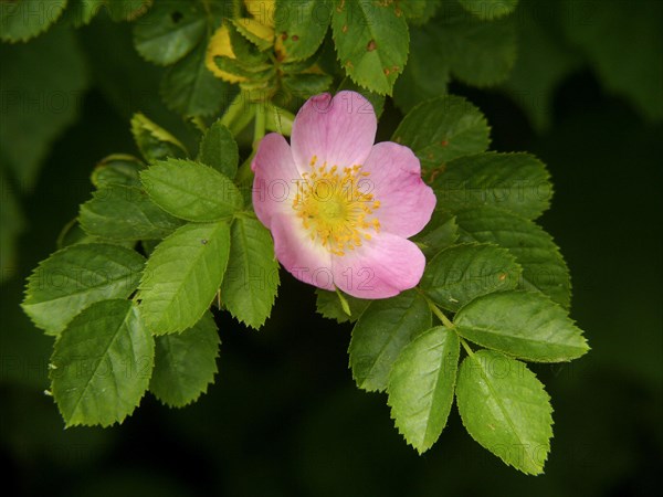 Dog rose