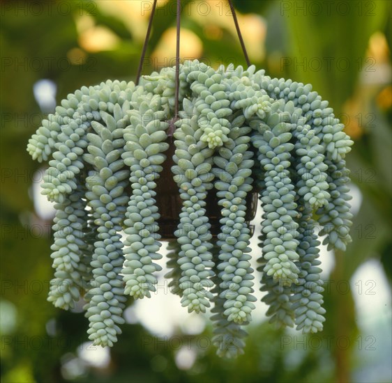 Stonecrop