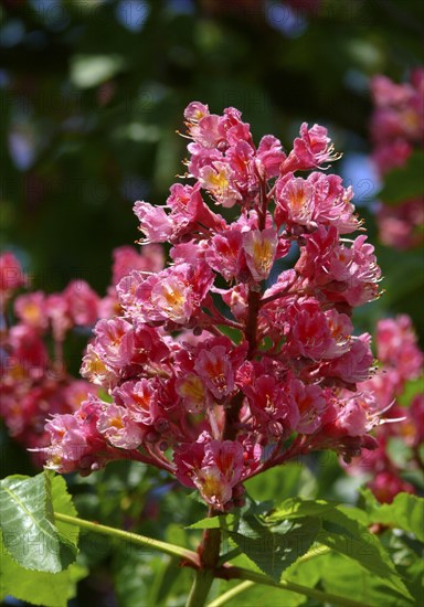 Red-flowered Horse Chestnut