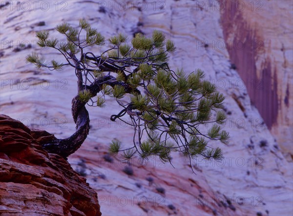 Stone pine