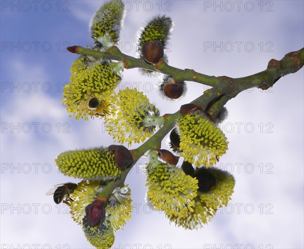 Willow in flower