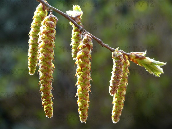 Alder catkin