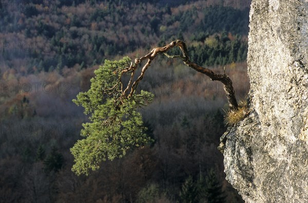 Crippled mountain pine