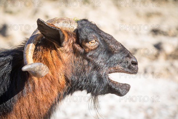 Male wild domestic goat