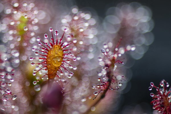 Oblong-leaved sundew