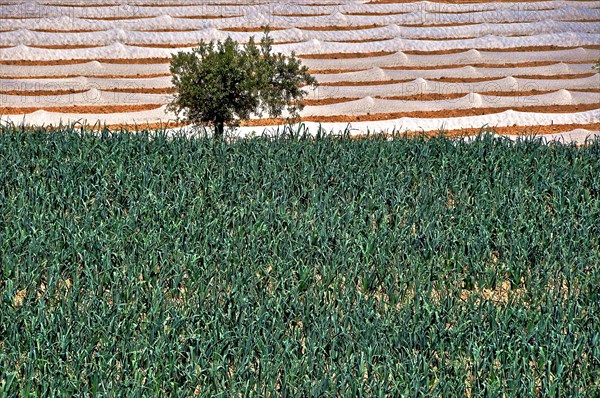 Lonely tree standing at the edge of a field with plastic sheets