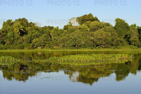 Jungle reflected in the water of Lago San Fernando