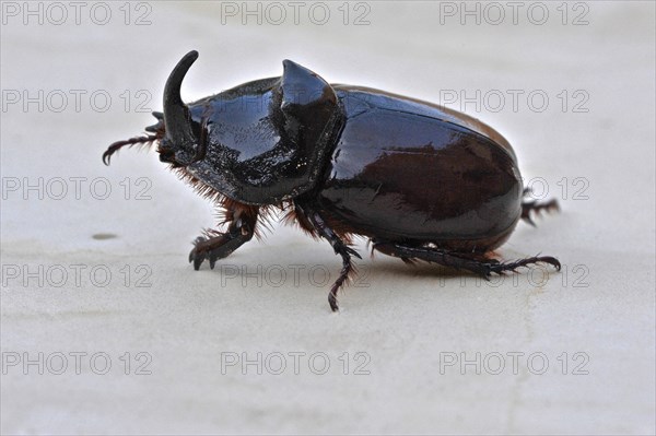 Lateral view of a brown-black rhinoceros beetle on white ground