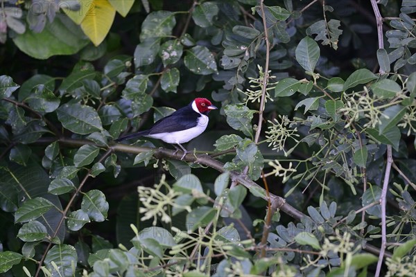 The red-capped cardinal