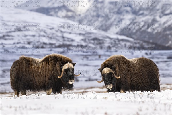 Musk ox