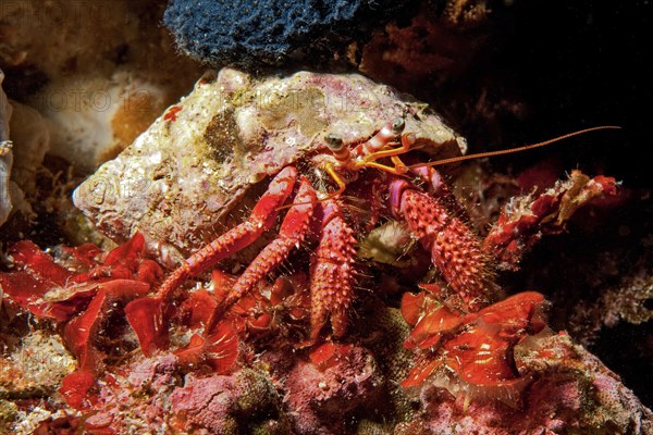 Close-up of red hermit crab