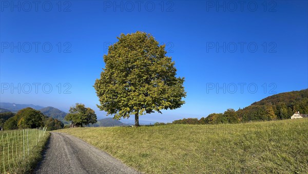 Winter lime in early autumn