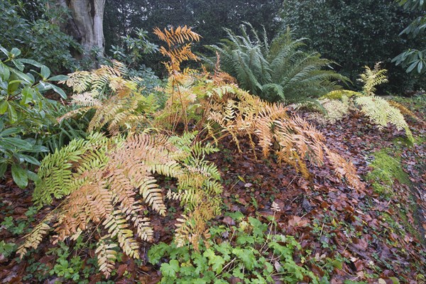 Royal fern