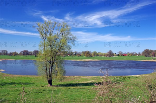 Bank with trees and houses