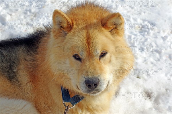 Sledge dog with thick fur looks into the camera