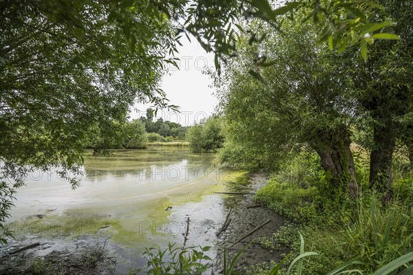 Floodplain landscape of the Erft