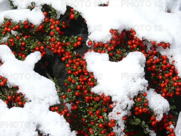 Bearberry cotoneaster