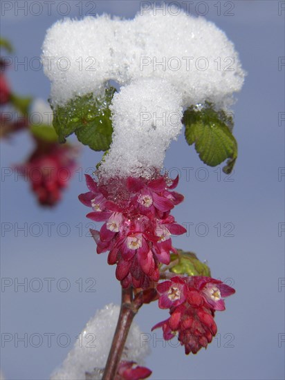 Flowering currant