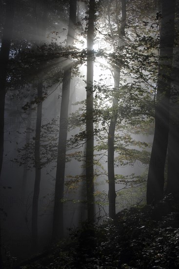 Forest flooded by the morning sun in light mist