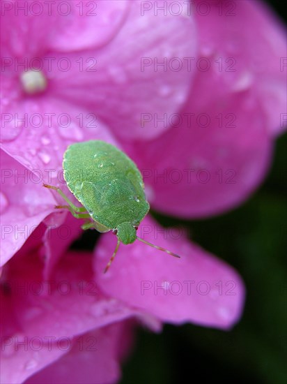 Green stink bug