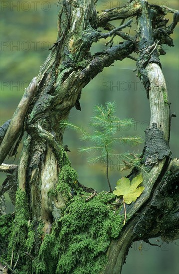 Old mossy branches with young tree