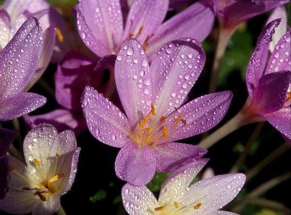 Meadow saffron