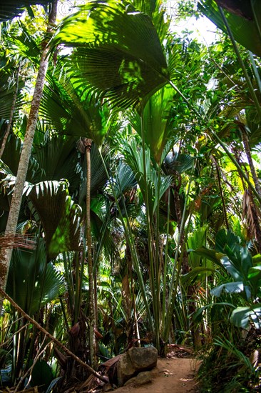 Hiking trails through the Vallee de Mai