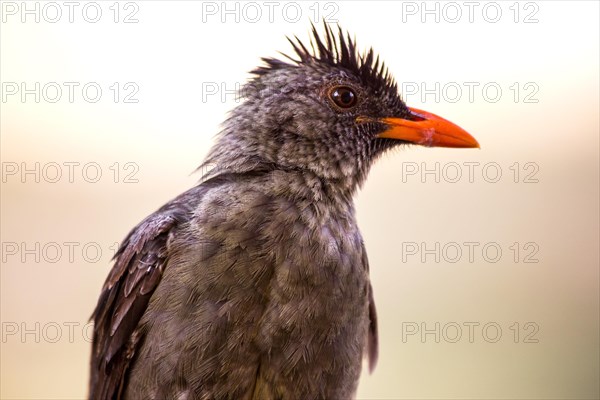 Seychelles bulbul