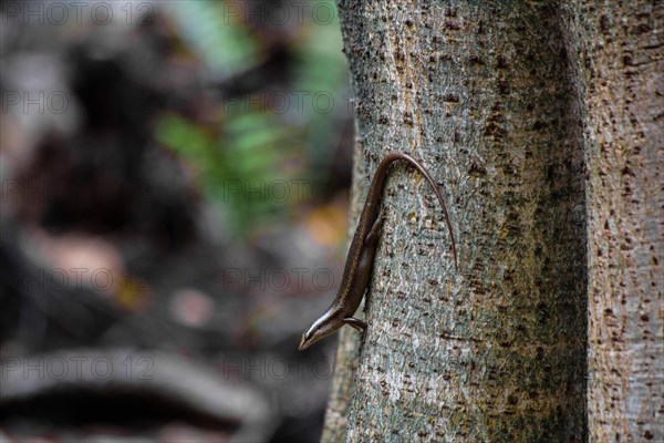 Wright's Skink