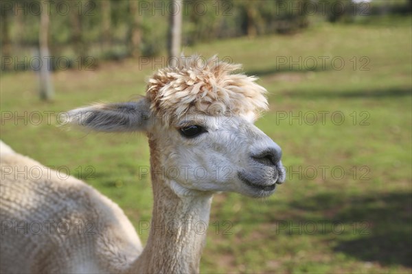 Alpaca