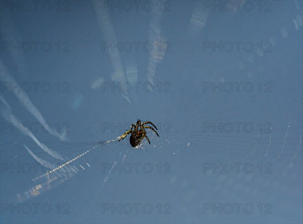 Small spider in web