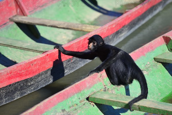 Peruvian spider monkey