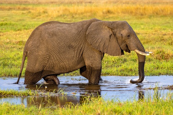 African elephant