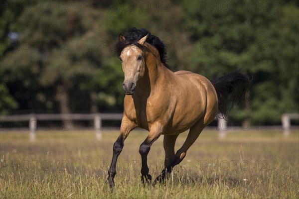 Pura Raza Espanola stallion dun galloping in the summer pasture