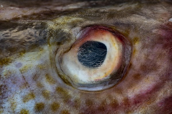 Close-up fish eye