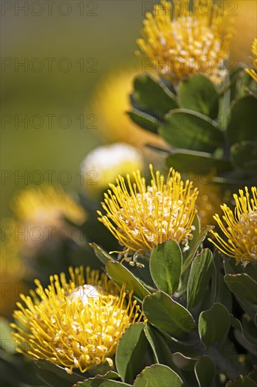 Pincushion protea