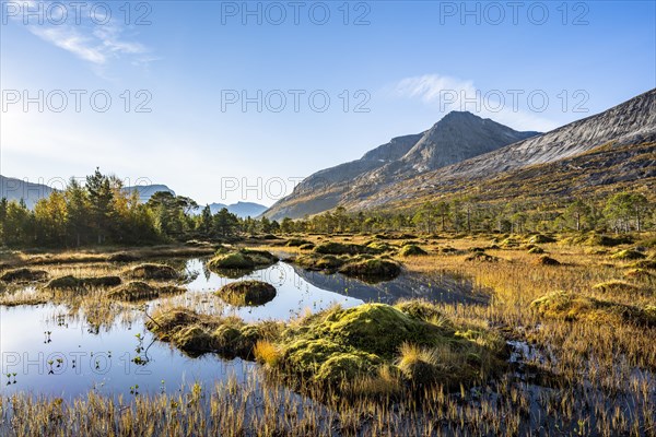 Small pond with bog landscape