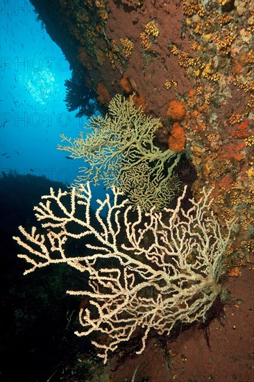 False black coral