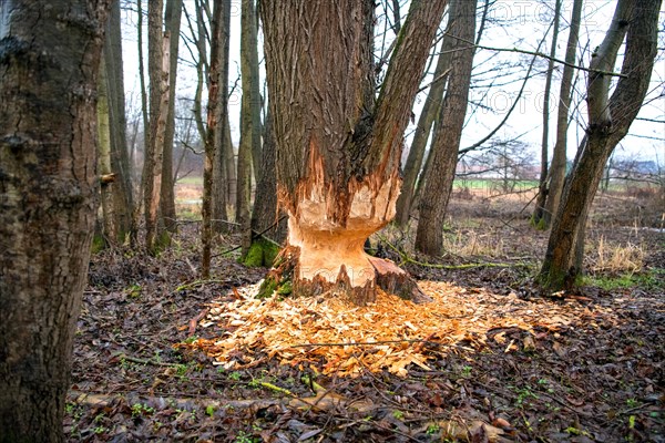 Beaver damage or gnaw marks on a tree in a small forest near a watercourse