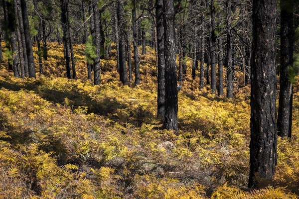 Charred trees