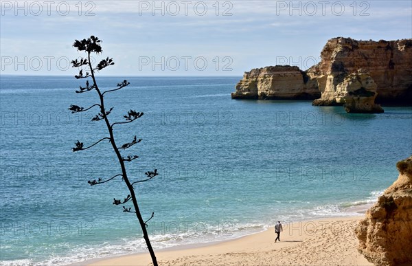 Agave and lonely man on the beach of Praia do Camilo