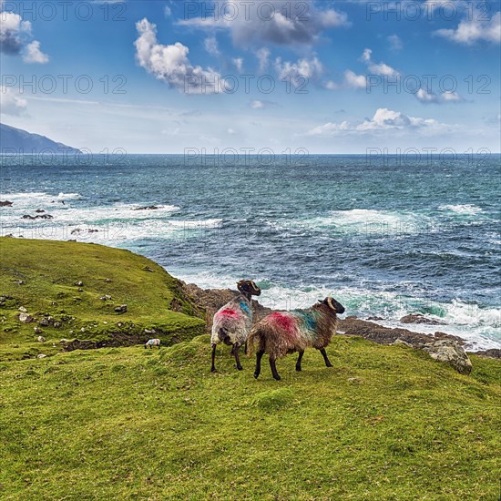 Two domestic sheep