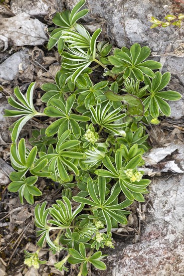 Alpine lady's-mantle