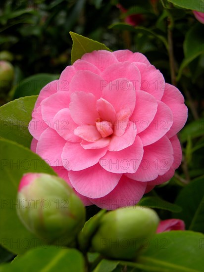 Camelia