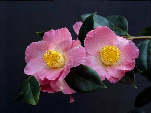 Japanese camellia