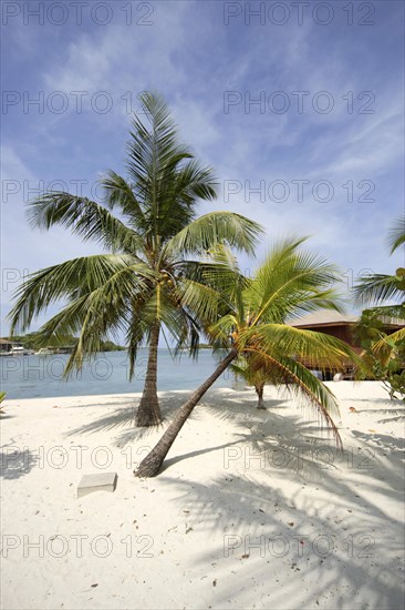 Coconut palm